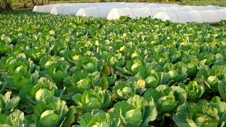 Government Enacts New Agriculture Insurance Subsidy Structure